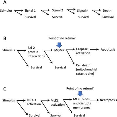 Not dead yet: cell death and survival in cancer and normal physiology